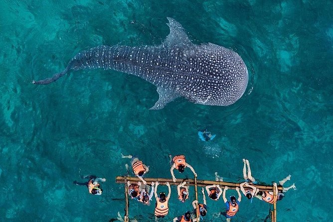 Cebu: Private Tour- Osmena Peak+Oslob Whaleshark+Tumalog Falls - Oslob’s whale shark encounter comes around 7:30 am