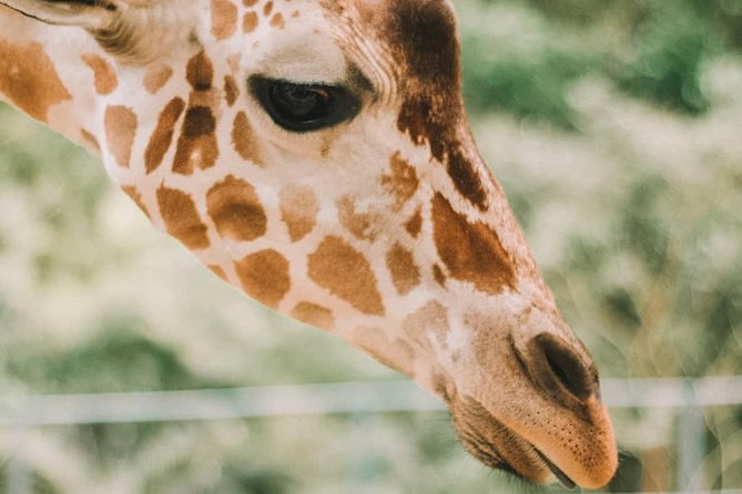 Cebu Safari Adventure - Weather, Cancellation, and Simple Planning Tips