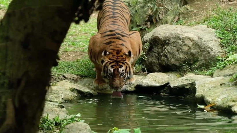 Cebu Safari & Adventure Park: Wildlife Tour with Transfers - Key points to know before you book
