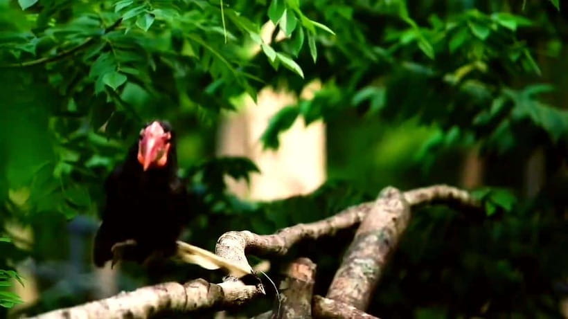 Cebu Safari & Adventure Park: Wildlife Tour with Transfers - Helpful planning tips for a smoother visit