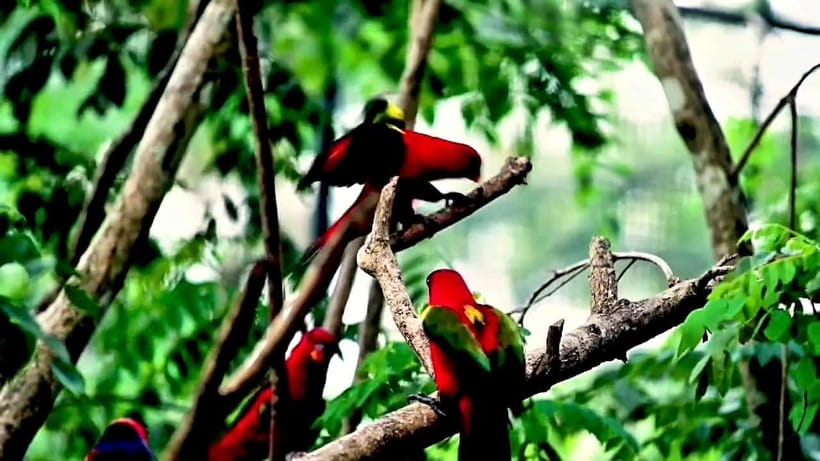 Cebu Safari & Adventure Park: Wildlife Tour with Transfers - Giraffes, zebras, lions, and open animal zones