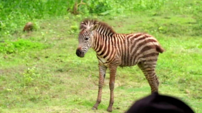 Cebu Safari & Adventure Park: Wildlife Tour with Transfers - Close encounters and optional animal feeding