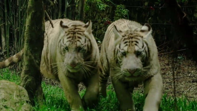 Cebu Safari & Adventure Park: Wildlife Tour with Transfers - Shows, conservation talks, and a quieter garden walk