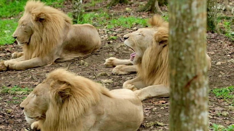 Cebu Safari & Adventure Park: Wildlife Tour with Transfers - What the $103 price really covers