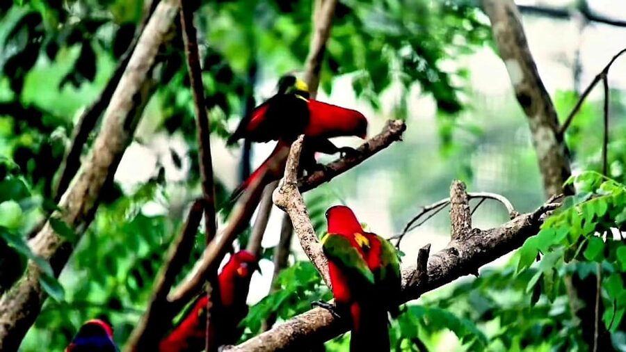Cebu Safari & Adventure Park: Wildlife Tour with Transfers - The walking, shuttles, and infrastructure reality