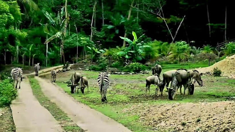 Cebu Safari & Adventure Park: Wildlife Tour with Transfers - Who will enjoy this Cebu day trip most