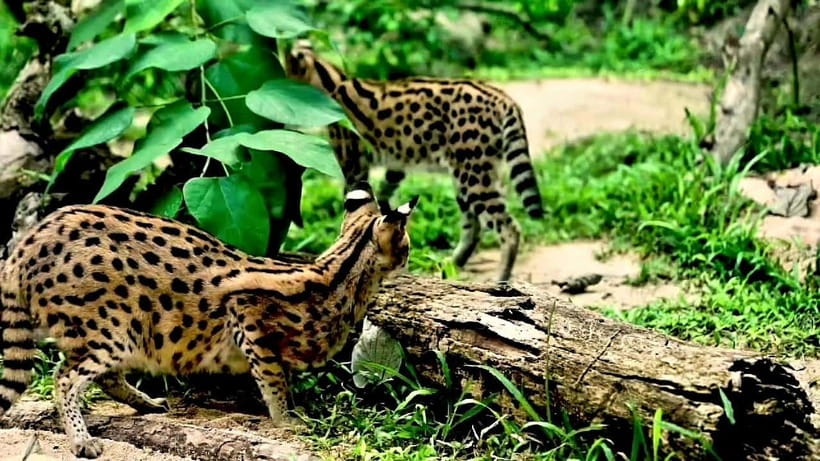 Cebu Safari & Adventure Park: Wildlife Tour with Transfers - Arriving at the Philippines’ largest safari park