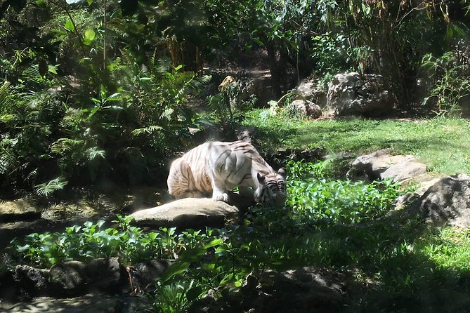 Cebu Safari and Adventure Park - Key Points To Know Before You Go
