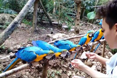 Cebu Safari Day Tour