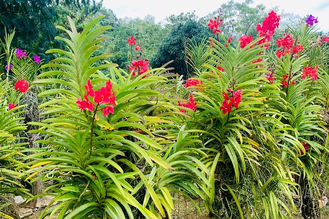 Cebu Safari Journeys - Michel’s Garden and the flower displays