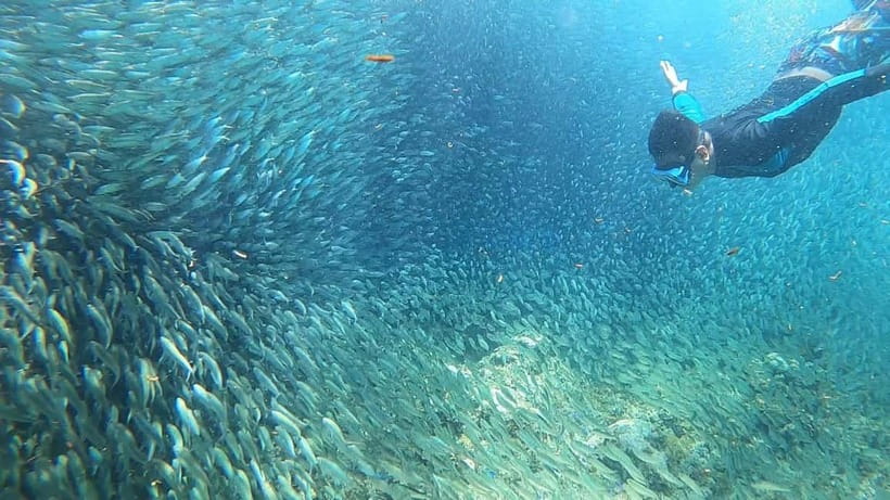 Cebu: Sardine Run Snorkeling, Mantayupan Falls & ATV Thrills - My verdict on the sardines, falls, and ATVs