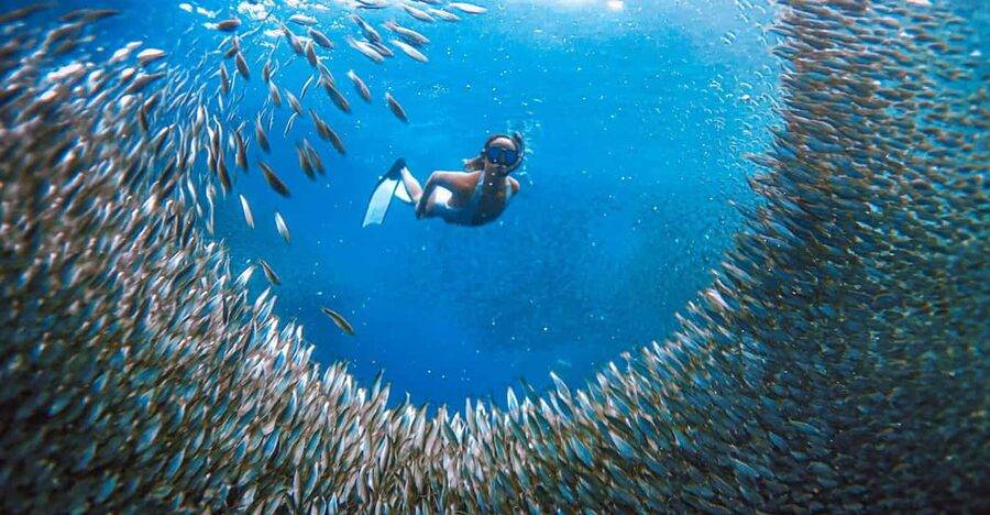 Cebu: Sardine Run Snorkeling, Mantayupan Falls & ATV Thrills - Who will enjoy this Cebu day most