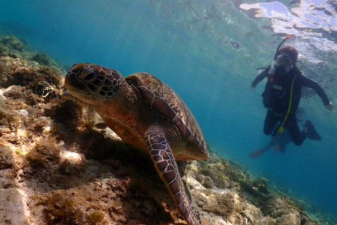 Cebu: Scuba Diving Experience beach entry in Mactan - Why this Mactan shore experience works for beginners