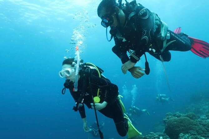 Cebu: Scuba Diving Experience beach entry in Mactan - What you may see below the surface