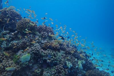Scuba Diving Experience beach entry in Mactan