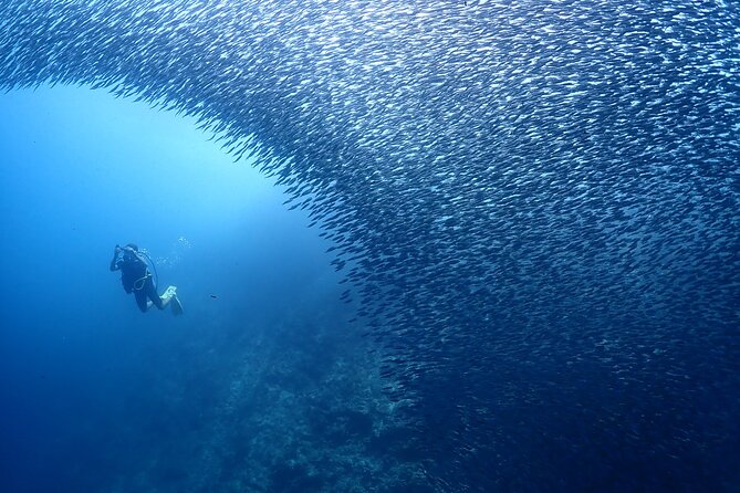 Cebu: Scuba Diving Experience beach entry in Mactan - Who should book this experience