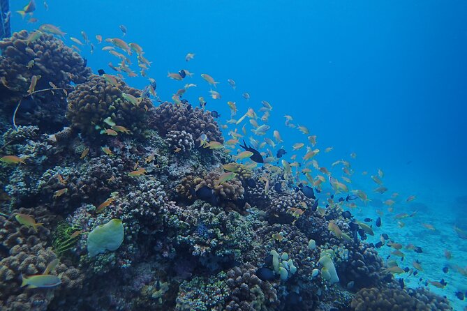 Cebu: Scuba Diving Experience beach entry in Mactan - From the shop to the shore in seconds