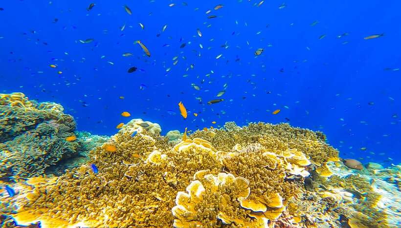 Cebu: Sumilon Sand Bar, Whale Sharks & Sardines Snorkeling - The early road to Oslob