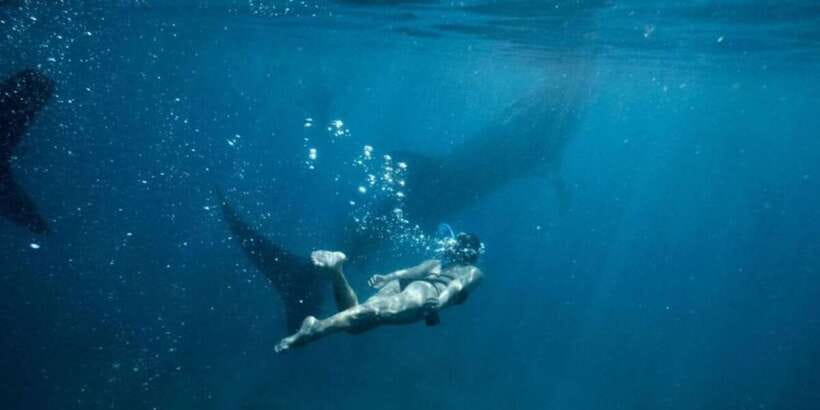 Cebu: Sumilon Sand Bar, Whale Sharks & Sardines Snorkeling - Sumilon Island’s shifting sandbar