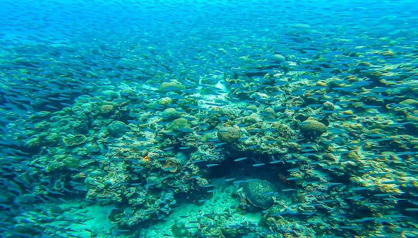 Cebu: Sumilon Sand Bar, Whale Sharks & Sardines Snorkeling - Moalboal and the Sardine Run