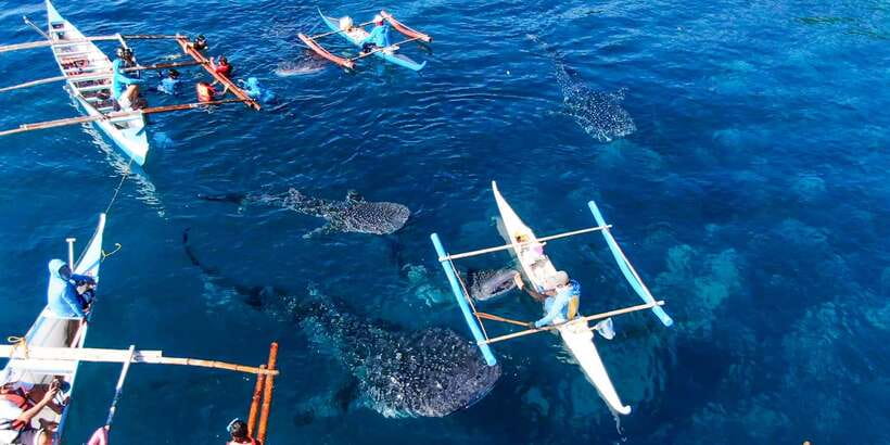 Cebu: Sumilon Sand Bar, Whale Sharks & Sardines Snorkeling - The real cost of a 14-hour schedule