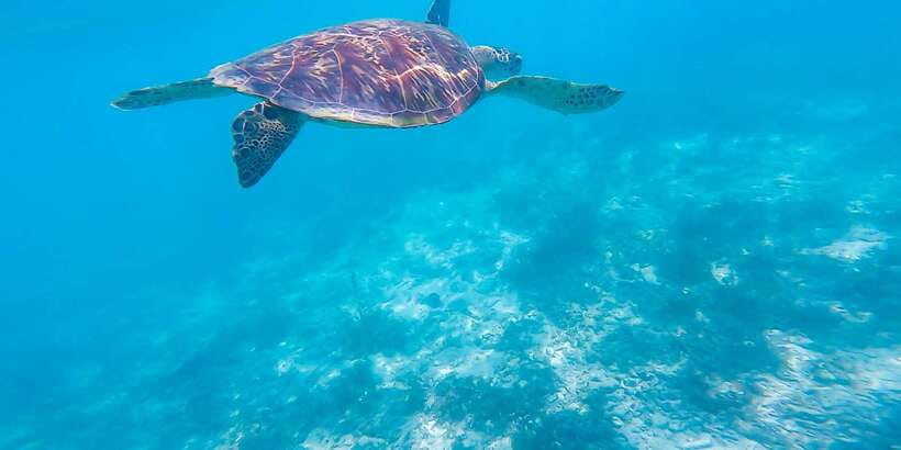 Cebu: Sumilon Sand Bar, Whale Sharks & Sardines Snorkeling - What the 4.6 rating means in practical terms
