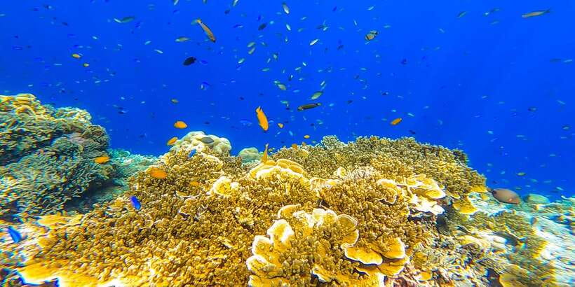 Cebu: Sumilon Sand Bar, Whale Sharks & Sardines Snorkeling - Who should book this tour?