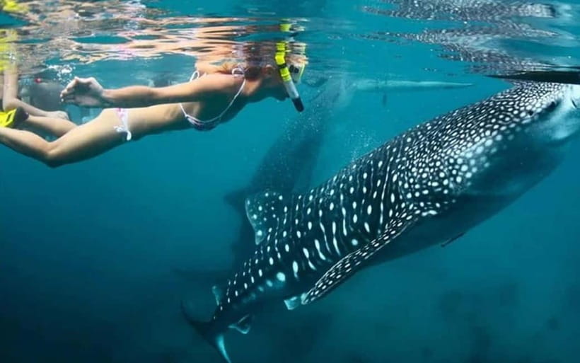 Cebu: Whale Shark, and Sumilon Sandbar and Inambakan Falls - Why this Cebu day trip works