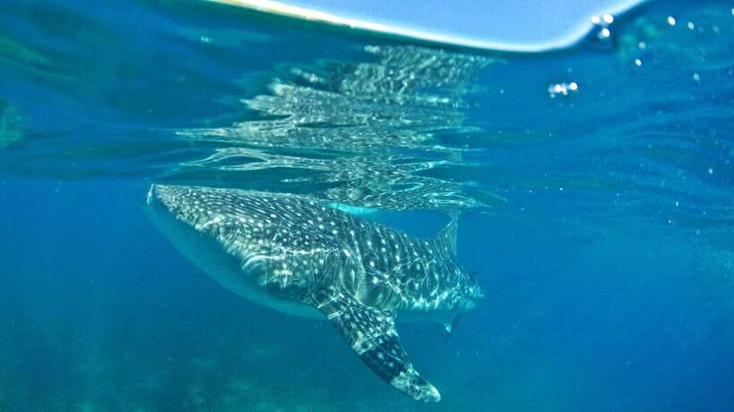 Cebu: Whale Shark Encounter and Kawasan Canyoneering - From the sea to the Canlaob River