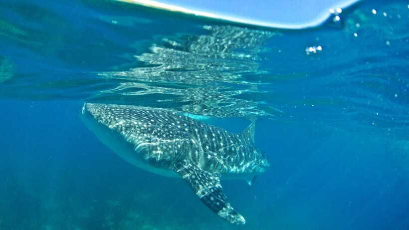 Cebu: Whale Shark Encounter and Kawasan Canyoneering - What the $110 price really covers