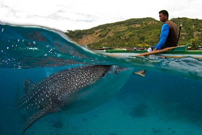 Cebu Whale Shark Interaction, Moalboal Sea Turtles, Sardines Run & Canyoneering - Why this Cebu day trip packs in so much