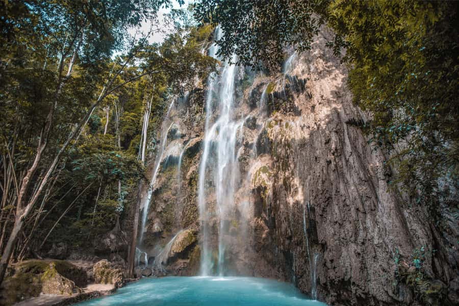 Cebu: Whale Shark, Monkey Sanctuary, & Moalboal Snorkel Tour - The five things that matter most
