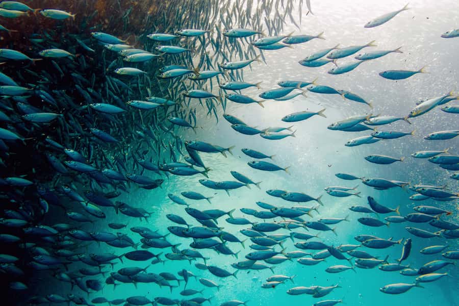 Cebu: Whale Shark, Monkey Sanctuary, & Moalboal Snorkel Tour - Why this Cebu day trip works