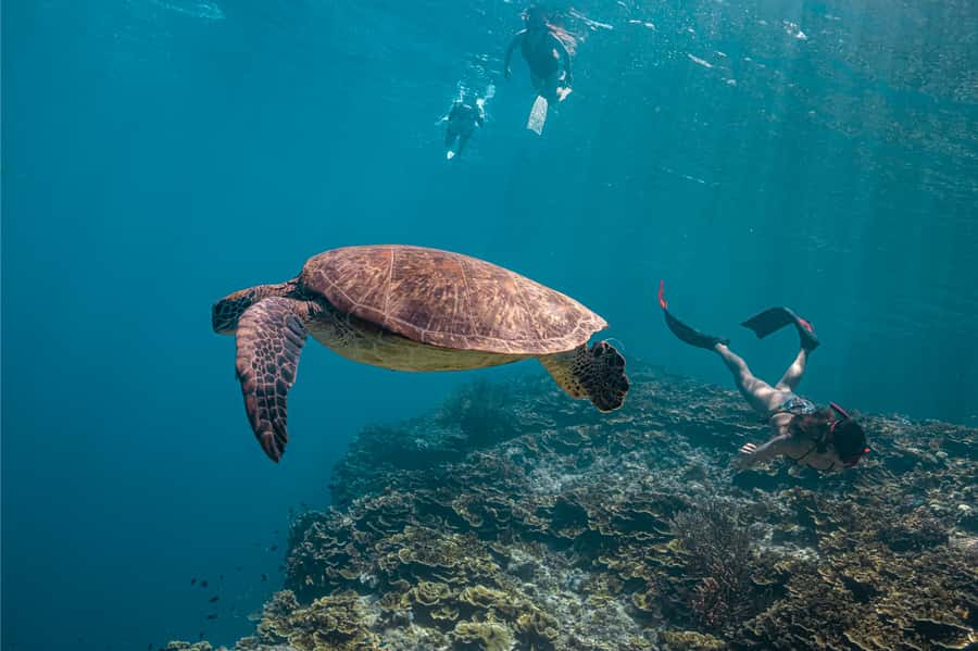 Cebu: Whale Shark, Monkey Sanctuary, & Moalboal Snorkel Tour - Swimming with whale sharks in Oslob