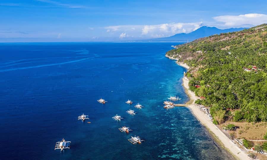 Cebu: Whale Shark, Monkey Sanctuary, & Moalboal Snorkel Tour - Food, coconut, and small local stops