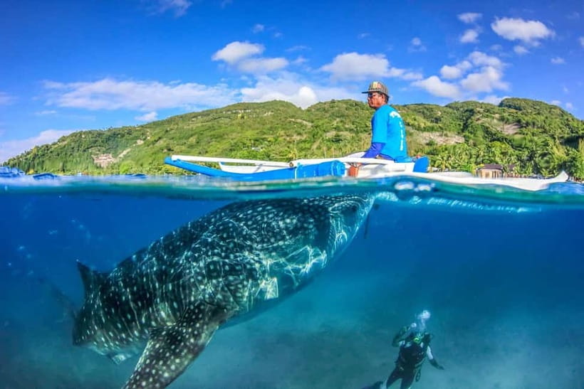 Cebu: Whale Shark, Monkey Sanctuary, & Moalboal Turtles Tour - Key points at a glance