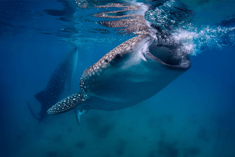 Cebu: Whale Shark, Monkey Sanctuary, & Moalboal Turtles Tour - Crowds, weather, and the parts you cannot control