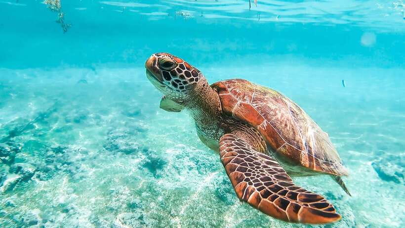 Cebu: Whale Shark, Monkey Sanctuary, & Moalboal Turtles Tour - Swimming beside Oslob’s whale sharks
