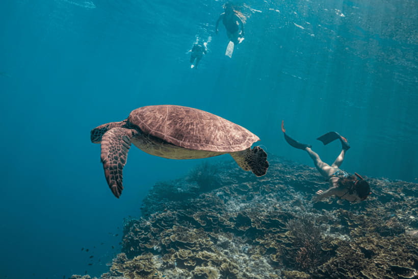Cebu: Whale Shark, Monkey Sanctuary, & Moalboal Turtles Tour - Meeting the monkeys near Oslob