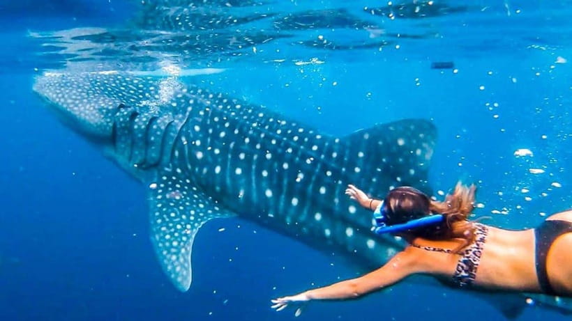 Cebu: Whale Shark, Monkey Sanctuary & Turtle Snorkeling Tour - Why this Cebu day tour works