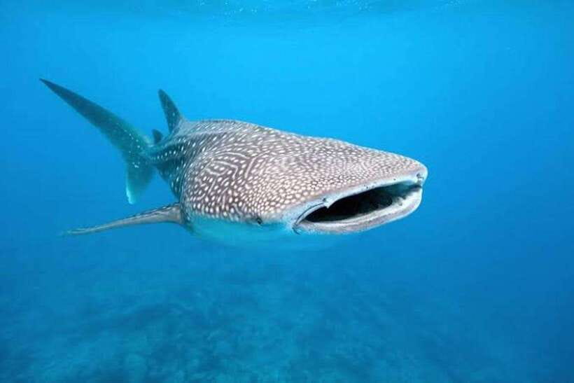 Cebu: Whale Shark, Monkey Sanctuary & Turtle Snorkeling Tour - Lunch in Moalboal, then back into the water