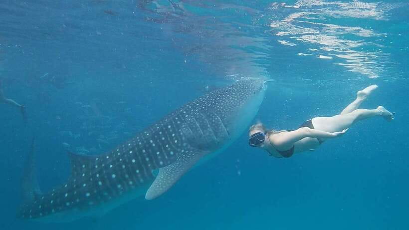 Cebu: Whale Shark, Monkey Sanctuary & Turtle Snorkeling Tour - The early pickup and long road south