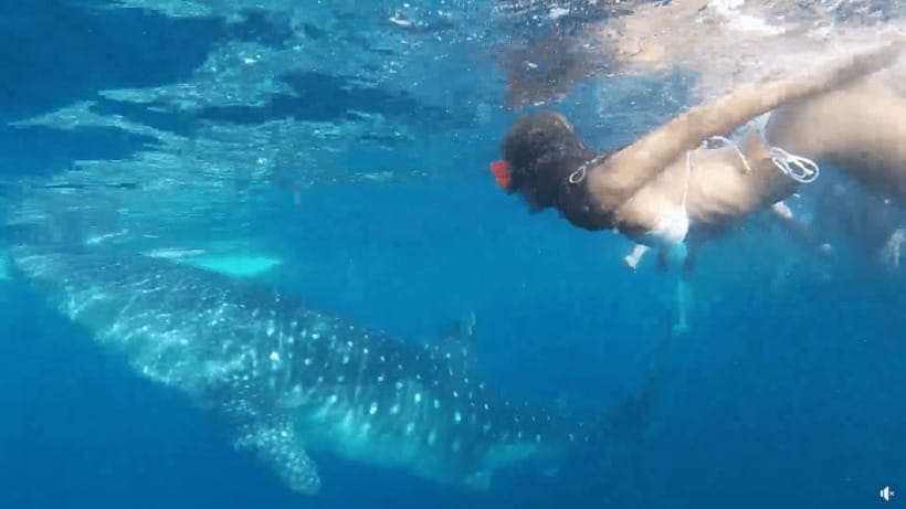 Cebu: Whale Shark Oslob and Moalboal Snorkeling Adventure - Key points to know before booking
