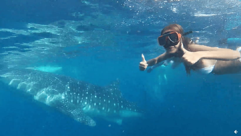 Cebu: Whale Shark Oslob and Moalboal Snorkeling Adventure - Why this Cebu day trip works