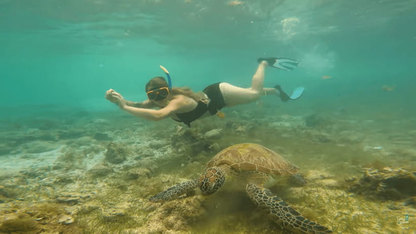 Cebu: Whale Shark Oslob and Moalboal Snorkeling Adventure - Meeting the whale sharks in Oslob