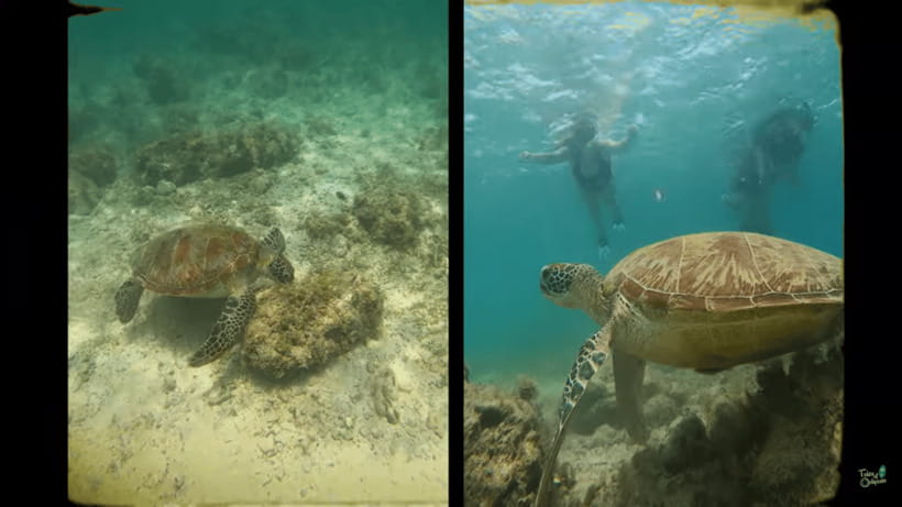 Cebu: Whale Shark Oslob and Moalboal Snorkeling Adventure - Time to relax after the water