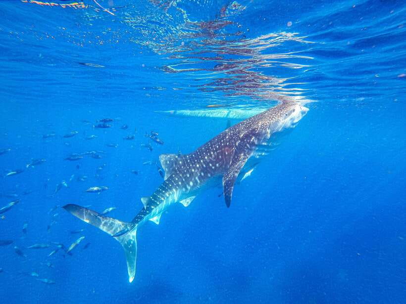 Cebu: Whale Shark Snorkeling & Kawasan Canyoning Tour - The ride to Kawasan changes the pace