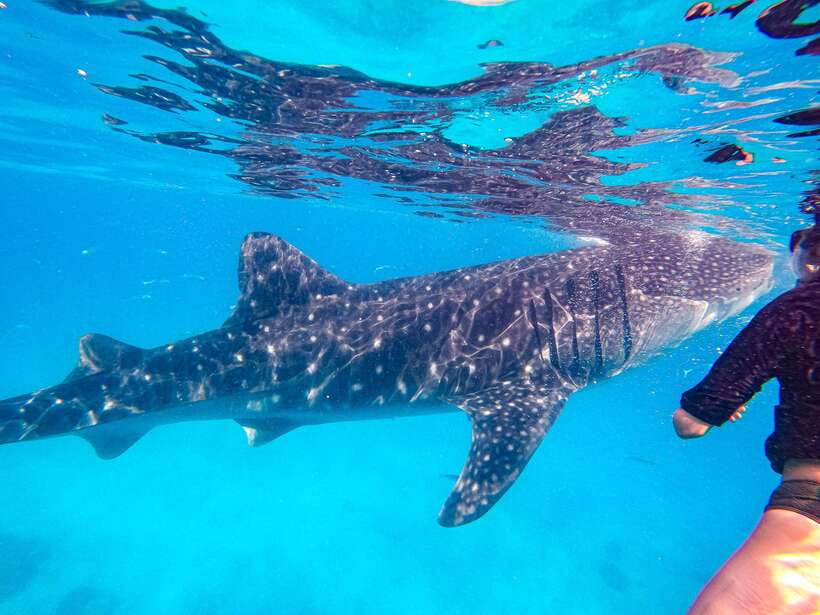 Cebu: Whale Shark Snorkeling & Kawasan Canyoning Tour - Filipino lunch arrives with the waterfall view