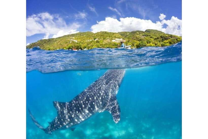 Cebu: Whale Shark Swim and Kawasan Canyoneering Group Tour - Why this Cebu combination works
