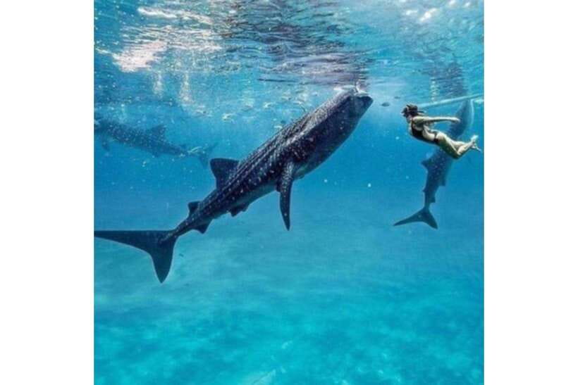 Cebu: Whale Shark Swim and Kawasan Canyoneering Group Tour - Two hours with the whale sharks in Oslob